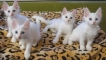 Kako nazvati white cat: kriteriji za odabir nadimka